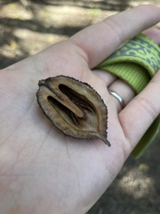 Juglans cinerea
