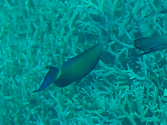 Acanthurus