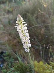 Stackhousia monogyna