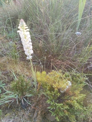 Stackhousia monogyna