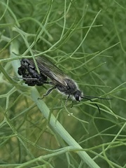Elaphroptera