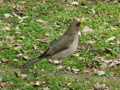 Turdus amaurochalinus