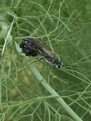Elaphroptera