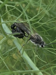 Elaphroptera