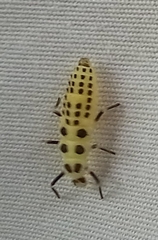 Calvia decemguttata