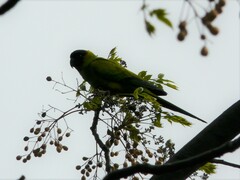 Aratinga nenday