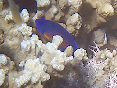 Centropyge bispinosa