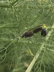 Elaphroptera