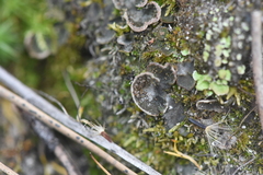 Peltigera venosa