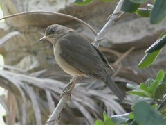 Turdus amaurochalinus