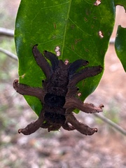 Phobetron hipparchia