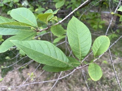 Chionanthus virginicus