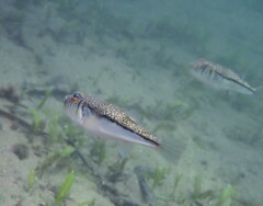 Torquigener pleurogramma
