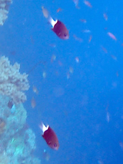 Pycnochromis margaritifer