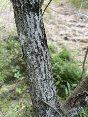 Chionanthus virginicus