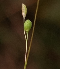 Kellochloa verrucosa