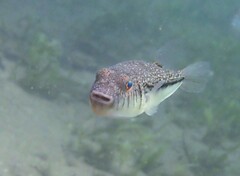 Torquigener pleurogramma