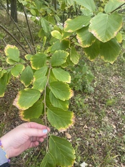 Hamamelis