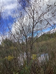 Alnus hirsuta