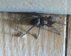 Scotophaeus blackwalli