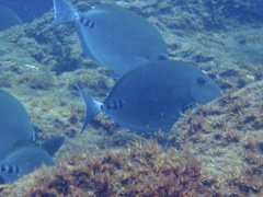 Prionurus scalprum