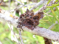 Lobaria anomala