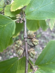 Hamamelis