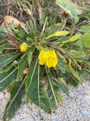 Oenothera biennis