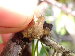 Lobaria anomala
