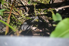 Nerodia fasciata confluens