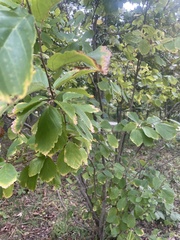 Hamamelis