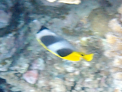 Chaetodon ulietensis