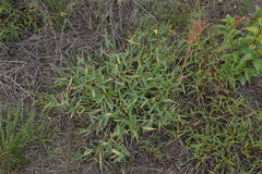 Urochloa platyphylla