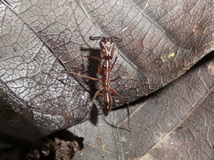 Odontomachus haematodus