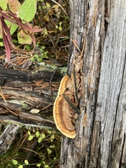 Gloeophyllum sepiarium