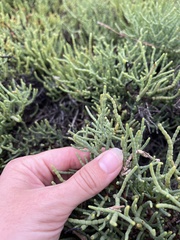 Salicornia