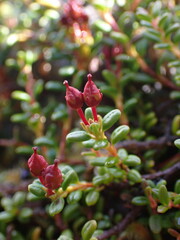 Kalmia procumbens