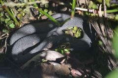 Nerodia fasciata confluens