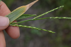 Urochloa platyphylla