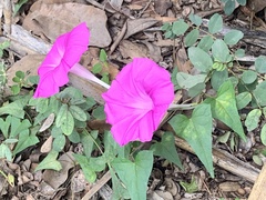 Ipomoea elongata