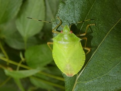 Chlorocoris isthmus