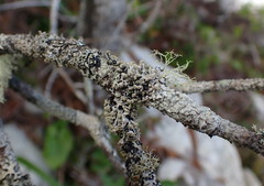 Hypogymnia hultenii
