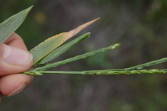Urochloa platyphylla