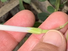 Ipomoea elongata