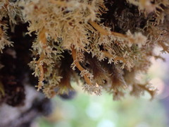 Sphaerophorus tuckermanii