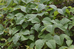 Toxicodendron rydbergii