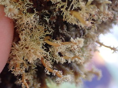 Sphaerophorus tuckermanii