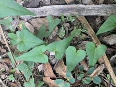 Ipomoea elongata