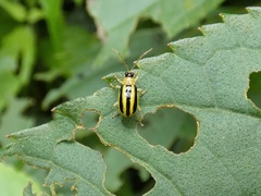 Acalymma xanthographum