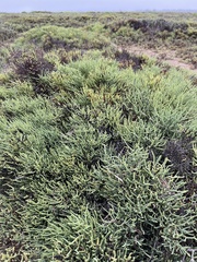 Salicornia